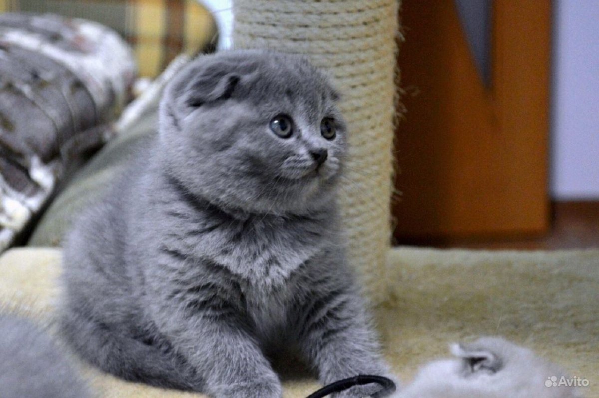 Котенок на руках