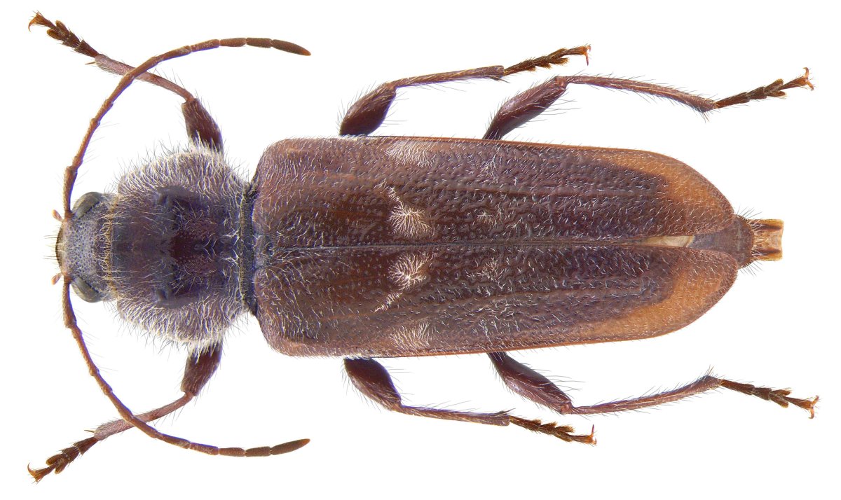 Жук древесный Точильщик личинка