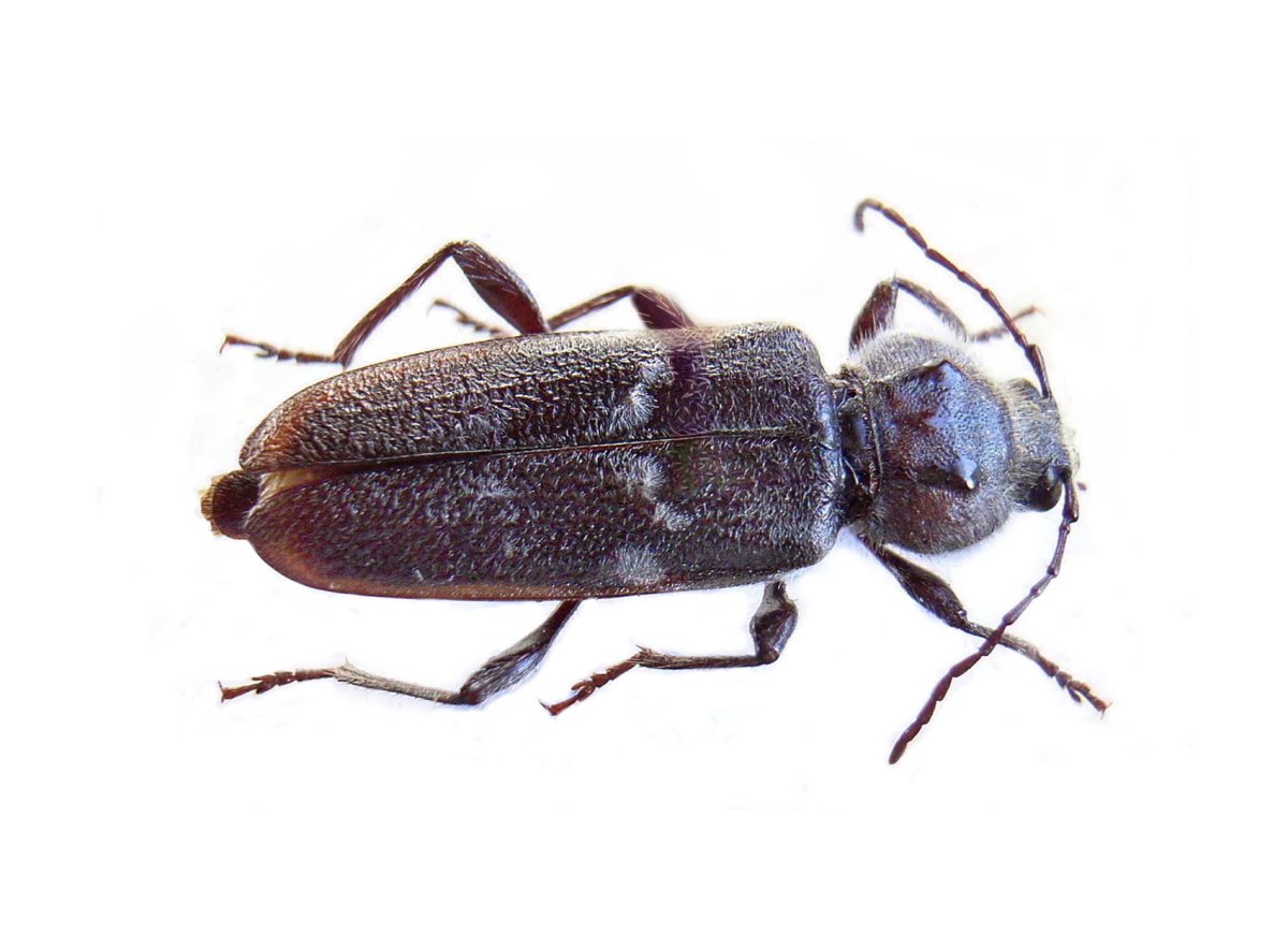 ЛОВУШКА для самцов Жуков древоточцев