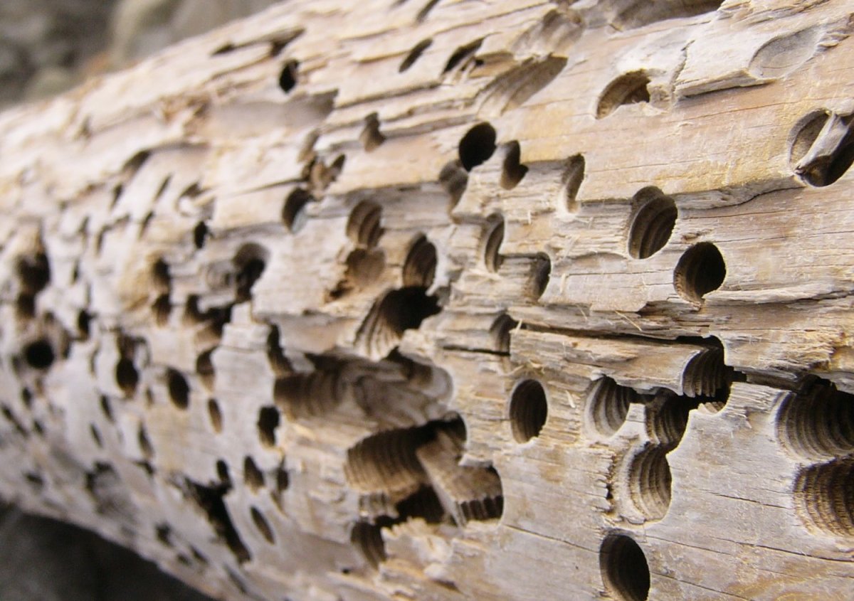 Личинки черви коричневые