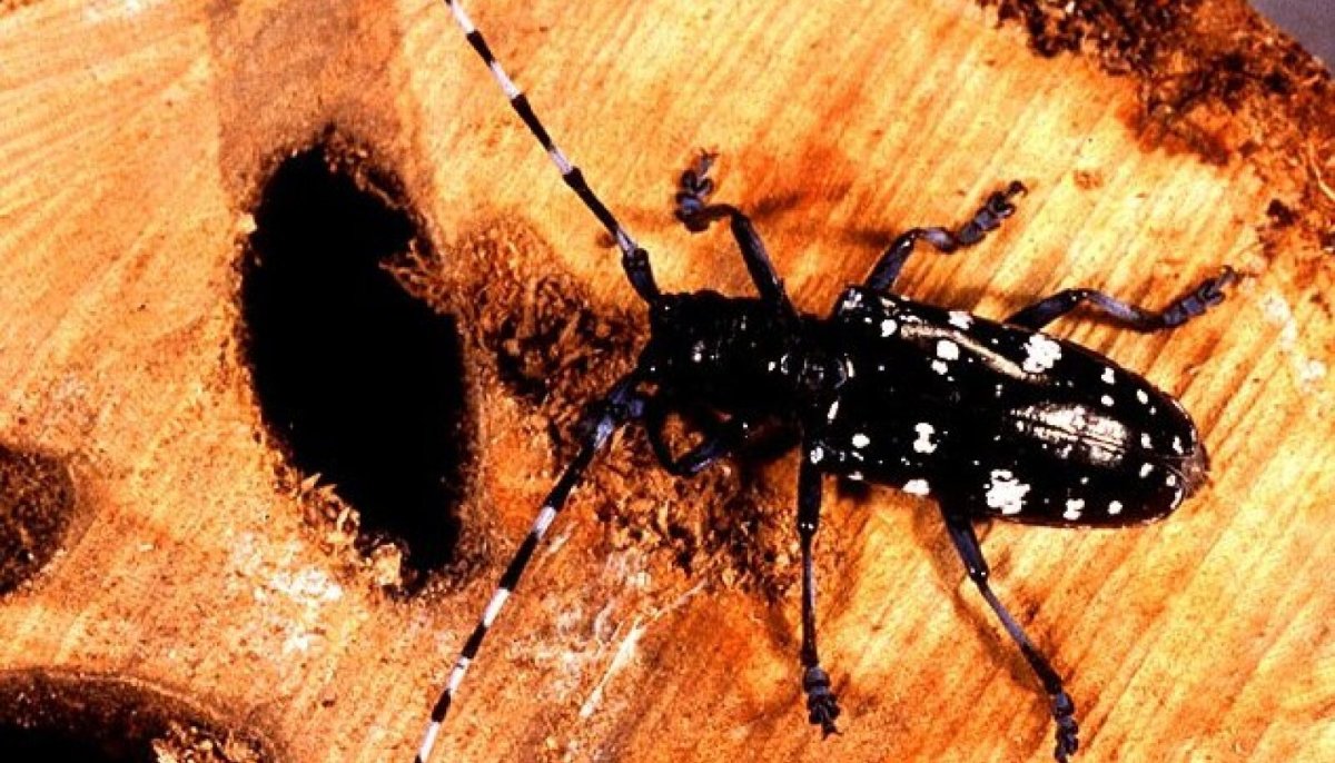 Древоточец Буадюваля