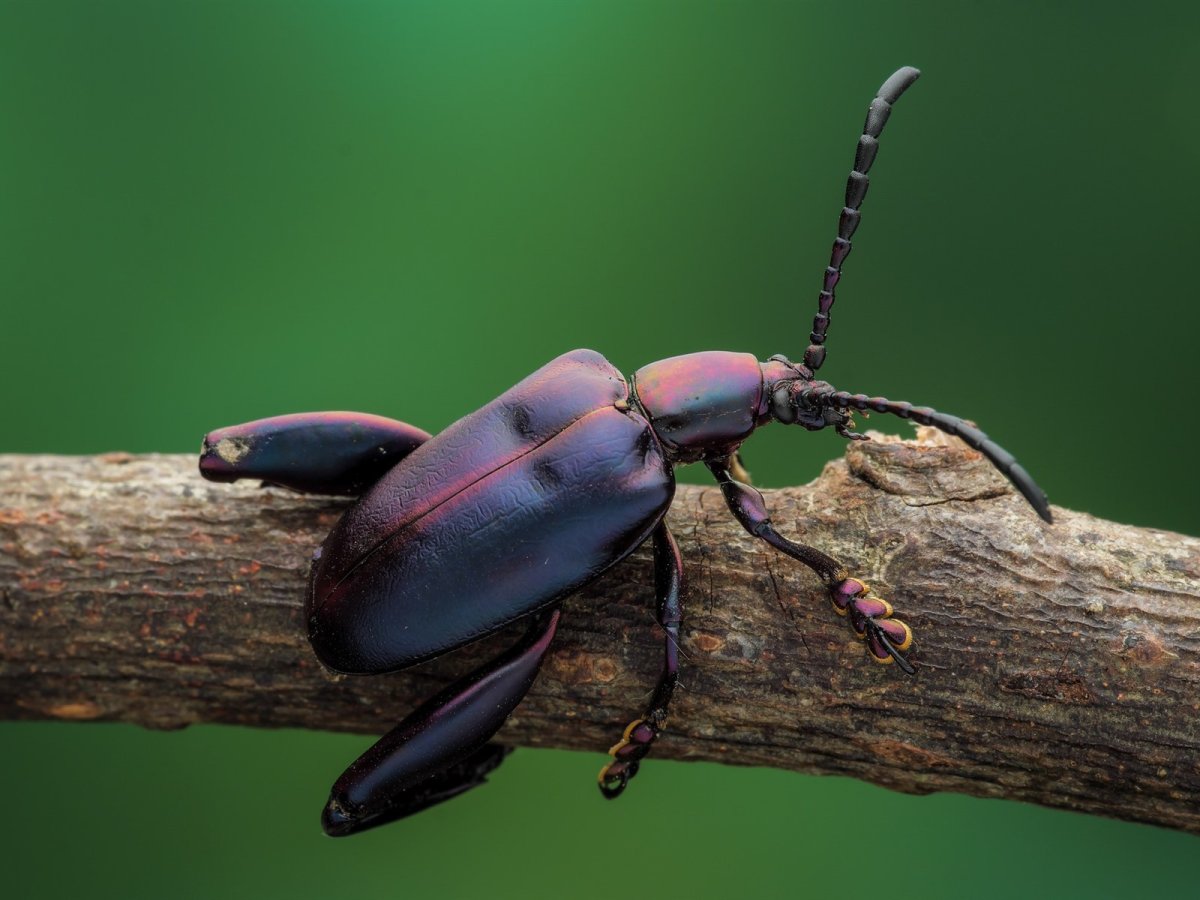 Жук Синекрылка