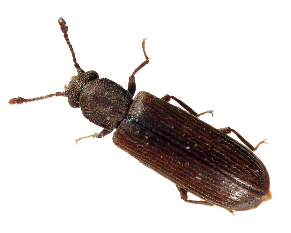 Короед Жук древоточец