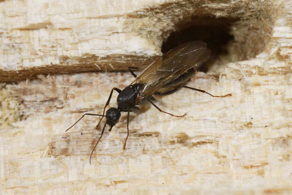 Личинка жука короеда