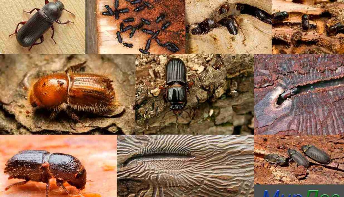 Муравей древоточец размер