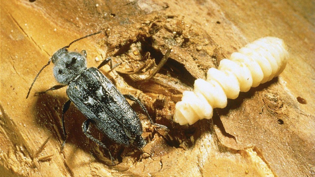 Ясеневая Изумрудная Златка личинка