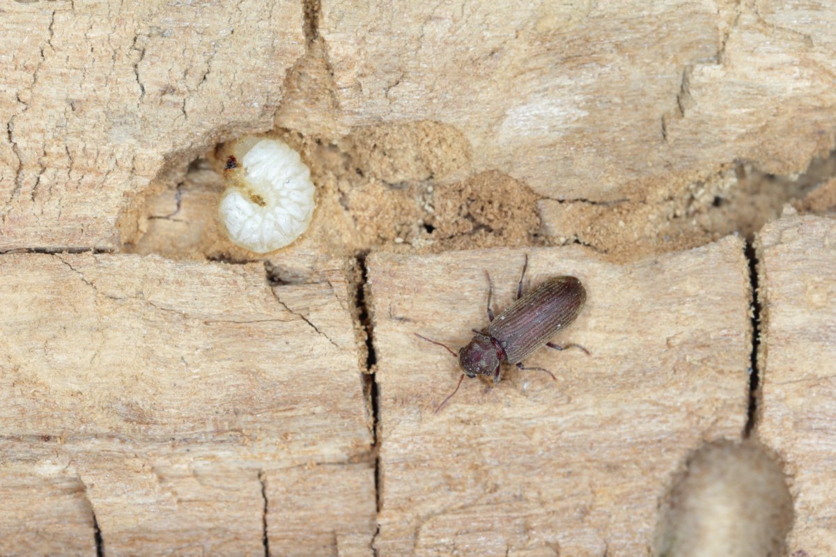 Насекомые вредители леса