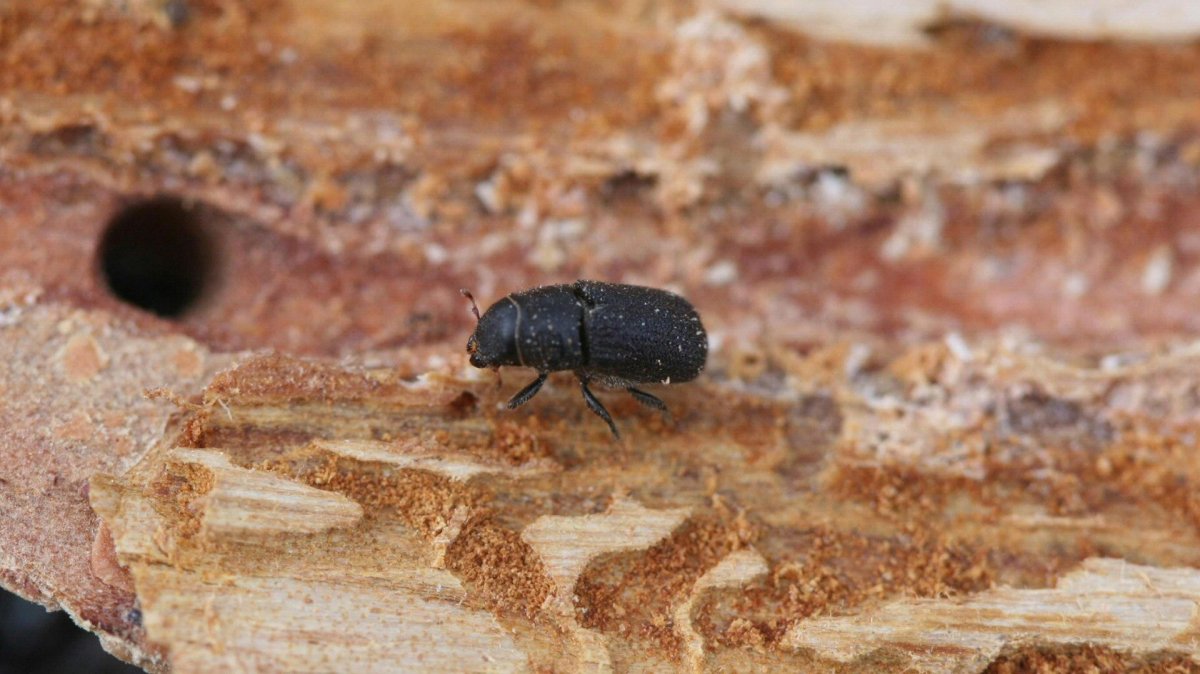 Жук короед Точильщик