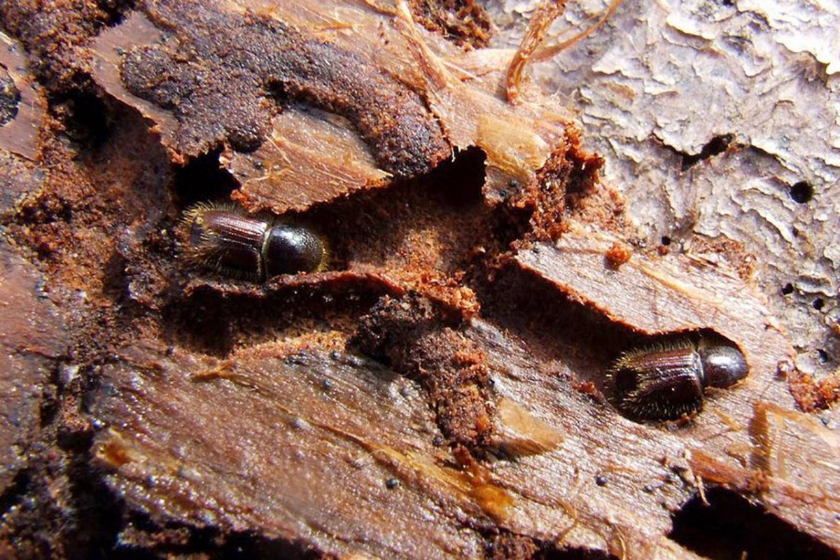 Черный Жук с синими крыльями