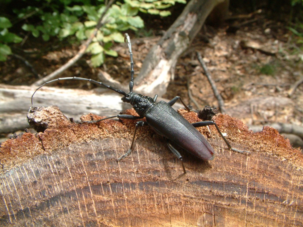Жук короед древоточец следы