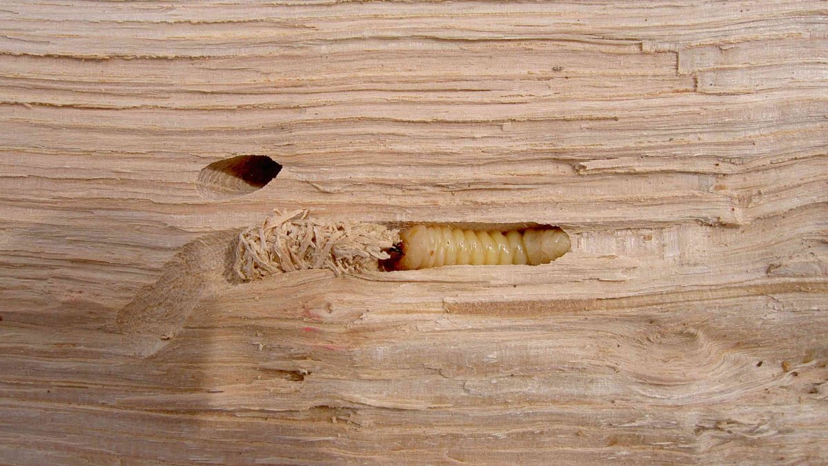 Древоточец летает