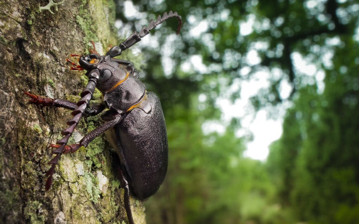 Шашель долгоносик