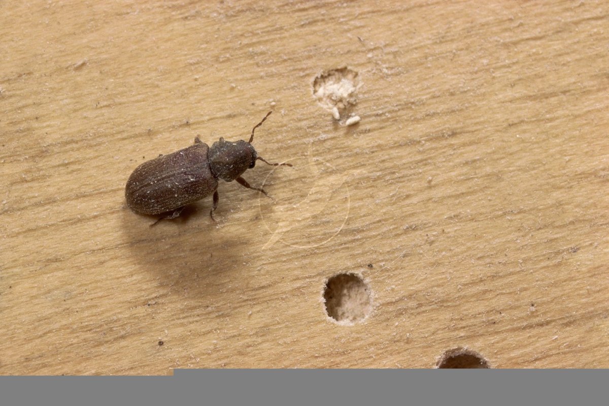 Hylotrupes bajulus Жук