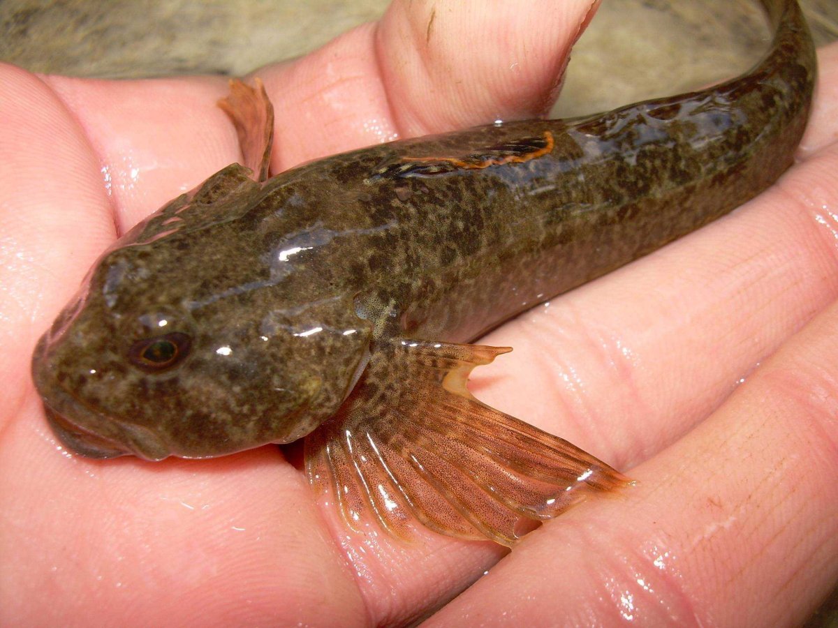 Длинноиглая рыба-ёж