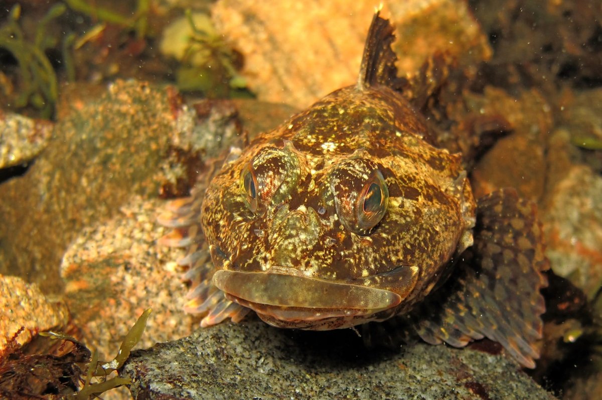 Cryptocentrus cinctus