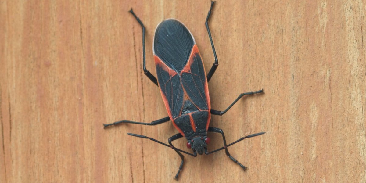 Жук короед домашний