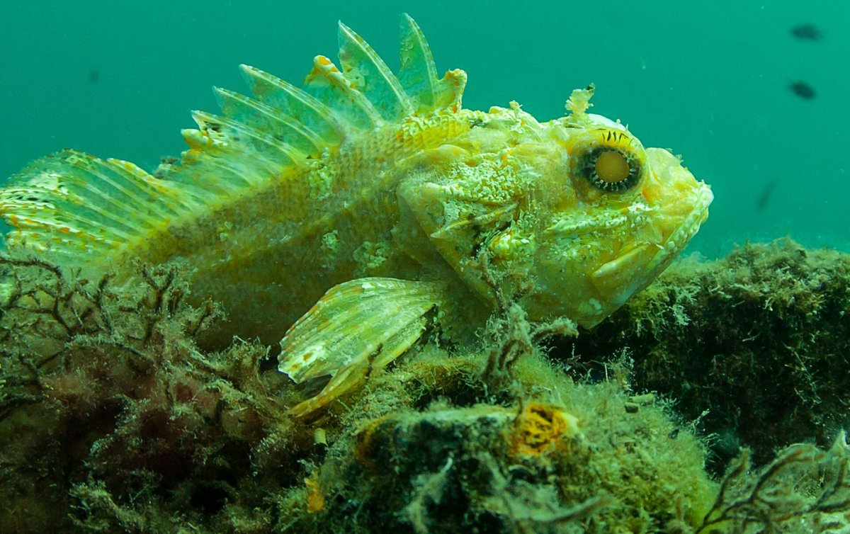 Ротан подкаменщик