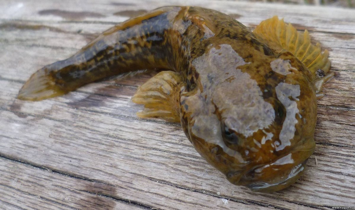 Дальневосточный бычок рыба