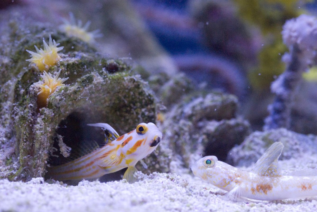 Signigobius biocellatus