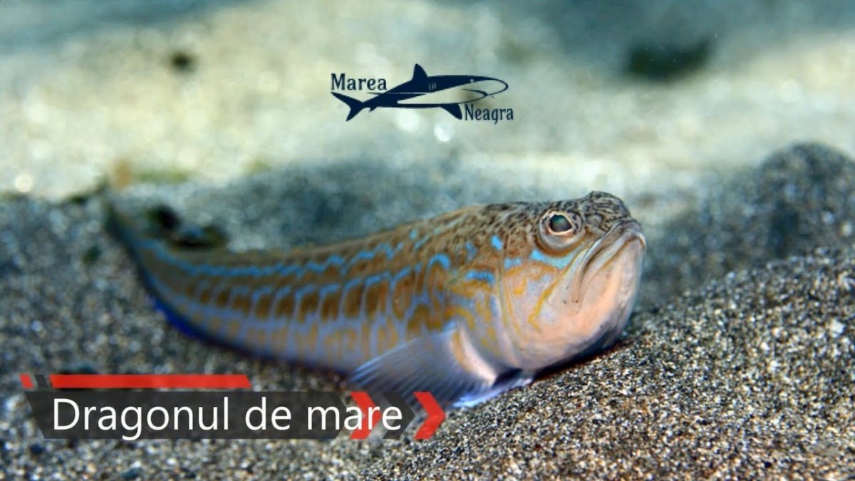 Морской Ерш скорпена Черноморский