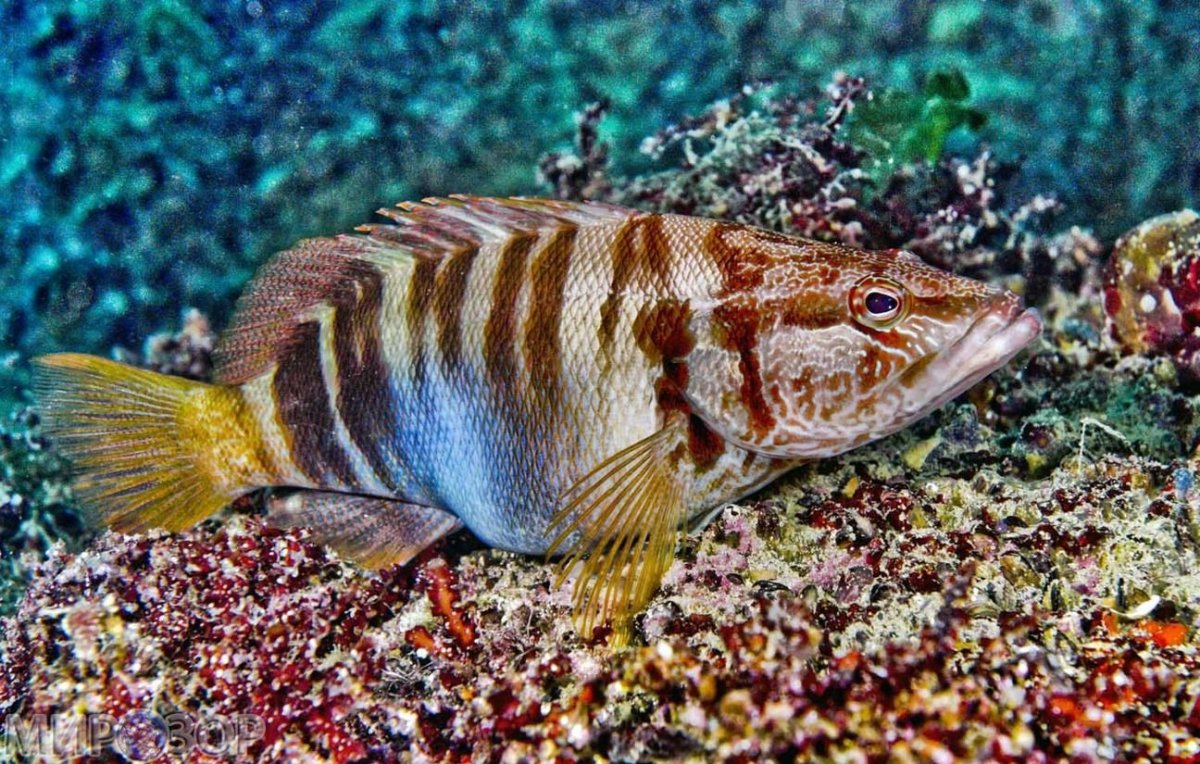 Подводный мир черного моря