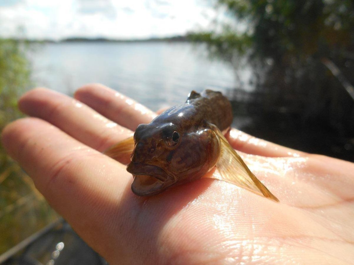 Морская рыбка бычок