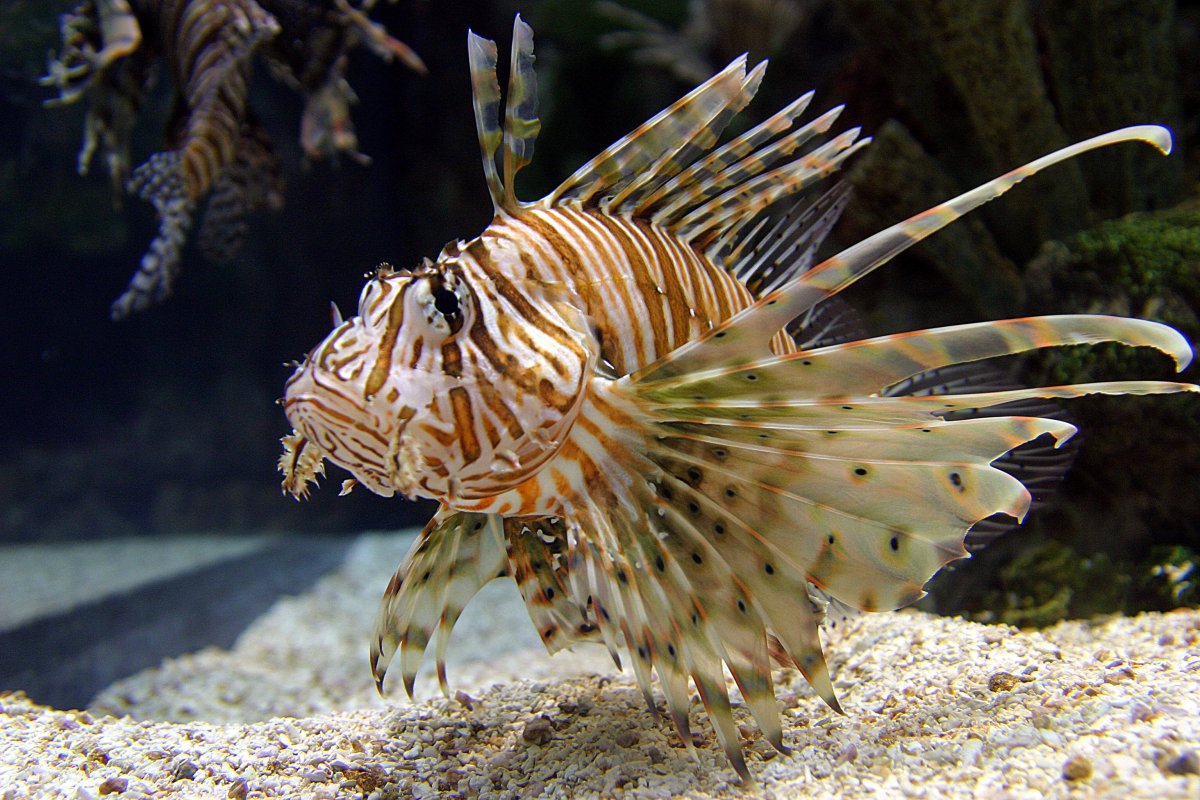 Крылатка дьявол чернополосая