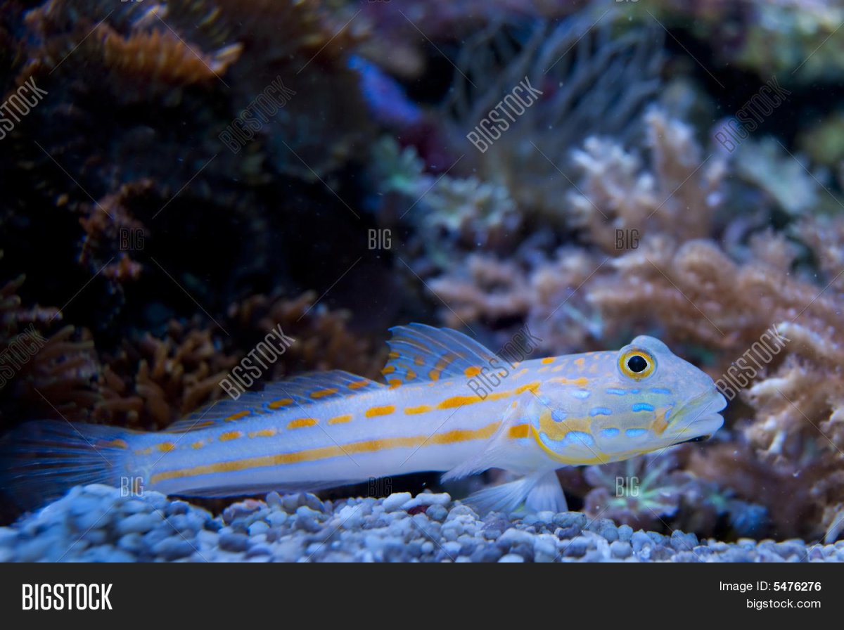 Черноморская скорпена-ёрш