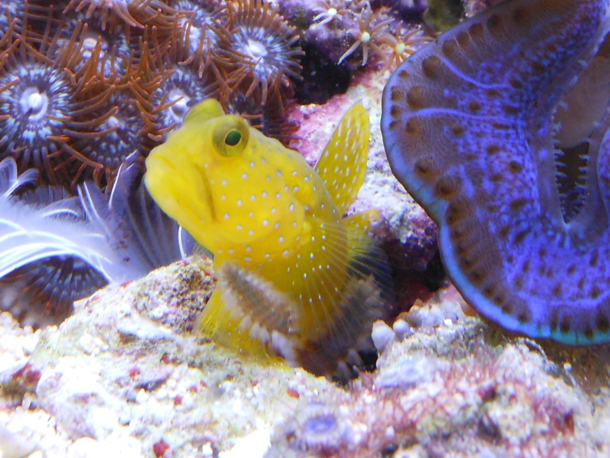 Морской бычок Черноморский