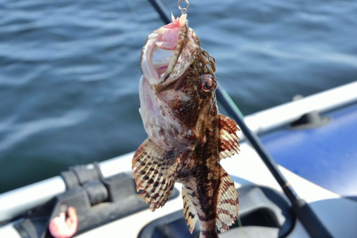 Зайцеголовый иглобрюх