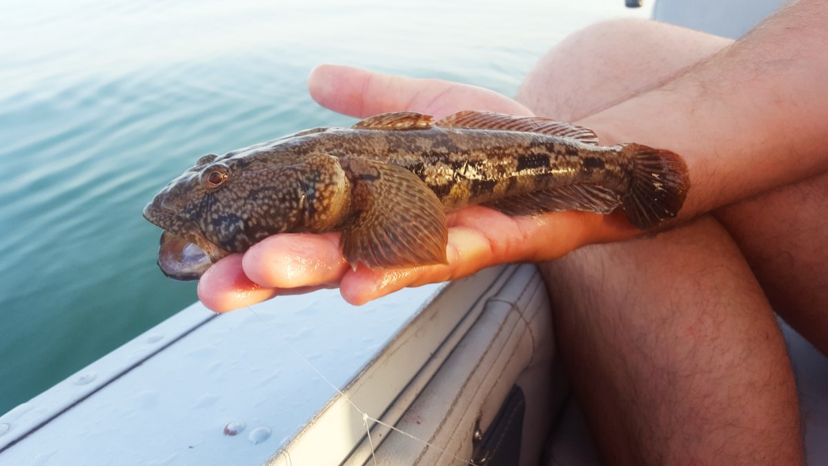 Рыба дракончик черное море