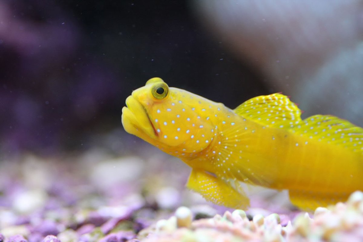 Scorpaenichthys marmoratus