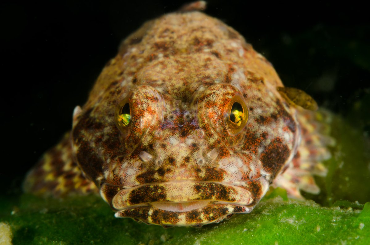 Бубырь рыба морская рыба