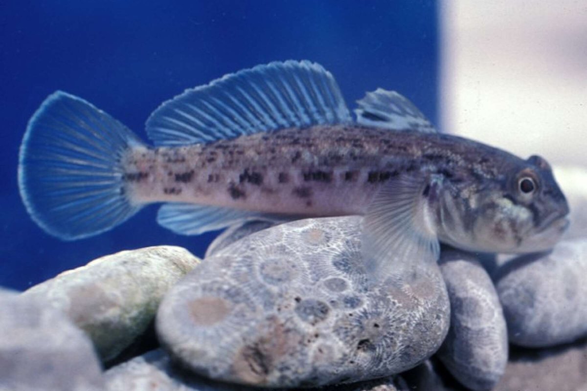 Четырёхрогий керчак