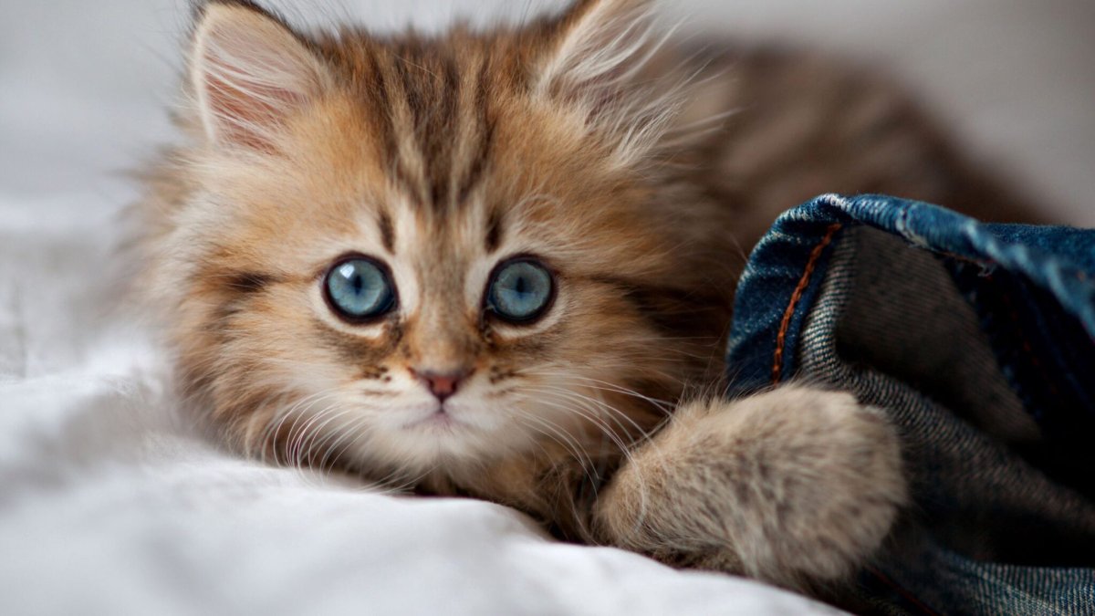 Картинка котенка 200 на 200