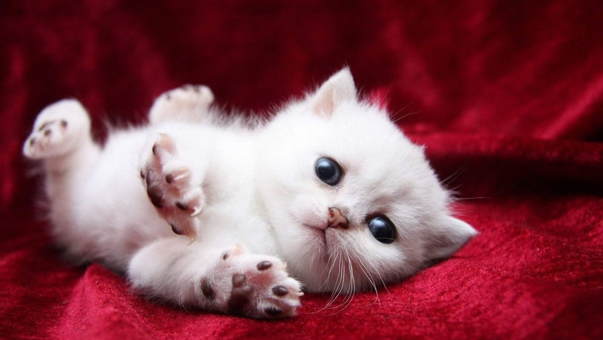 Милые котики