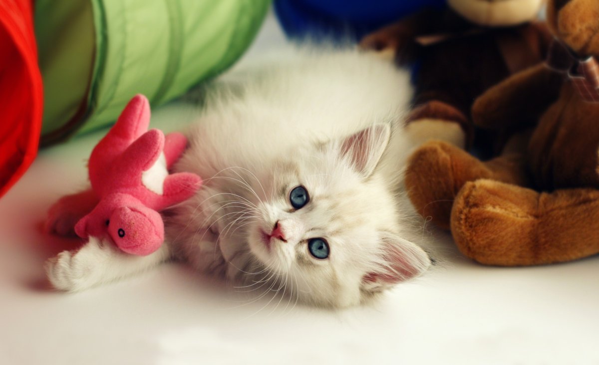 Милые котята