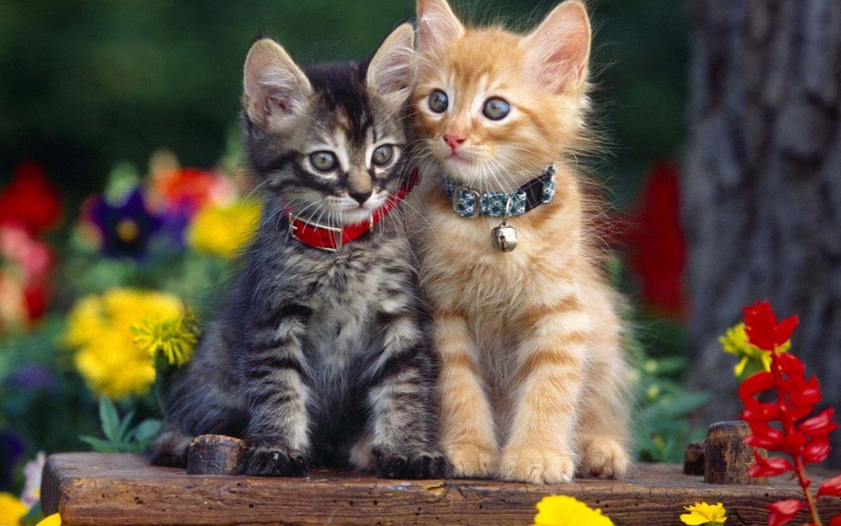 Красивые кошечки