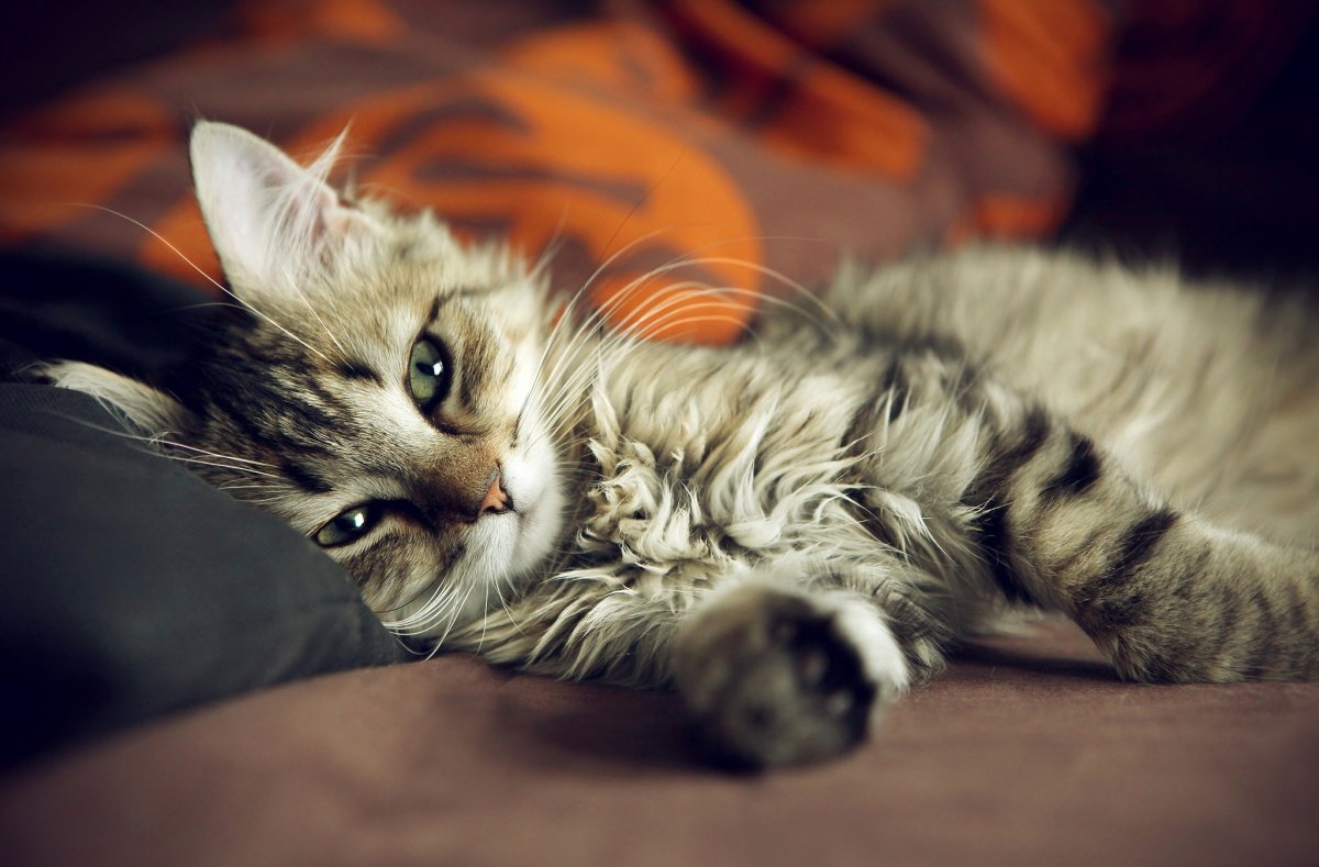 Милые кошечки