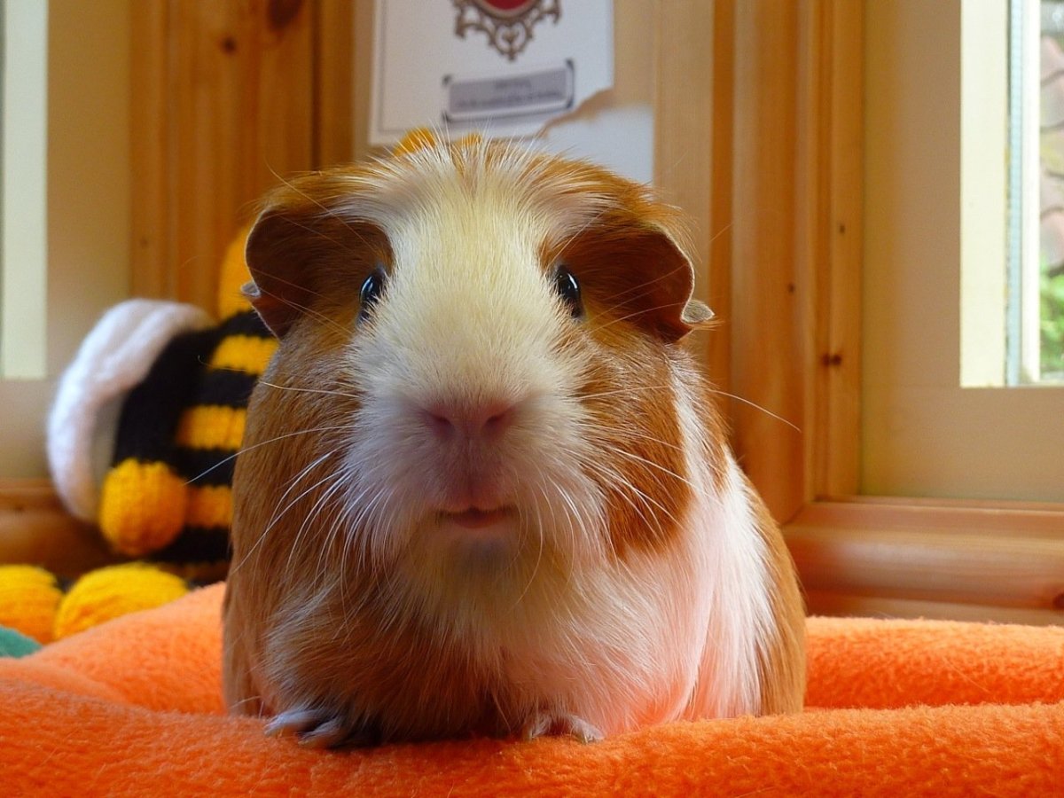 Морская Свинка и копибар