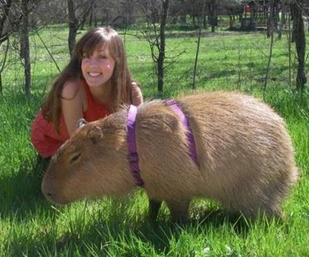 Капибара и человек