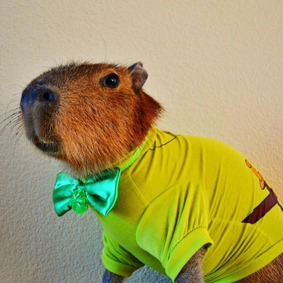 Зоопортреты Yago partal