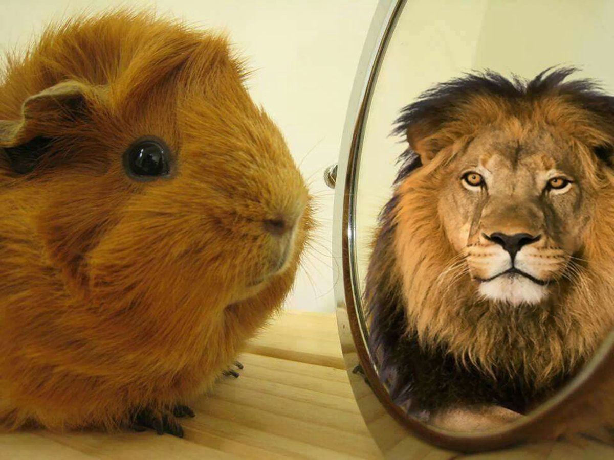 Забавные морские свинки