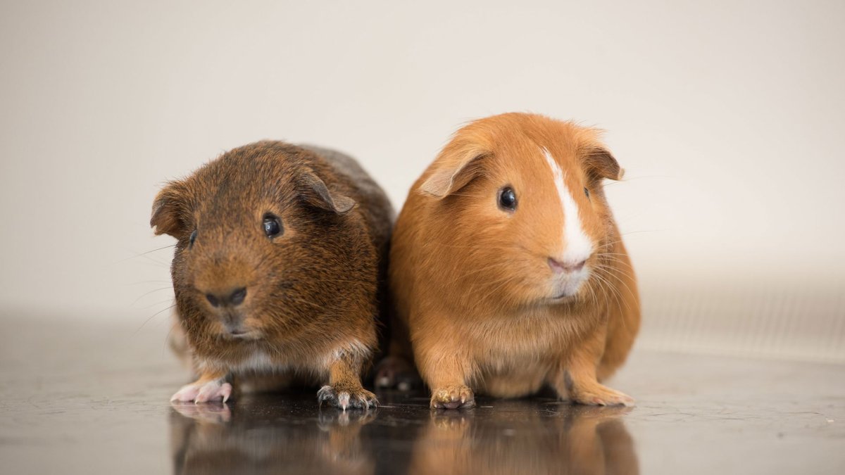 Голая морская Свинка с лохматой мордой