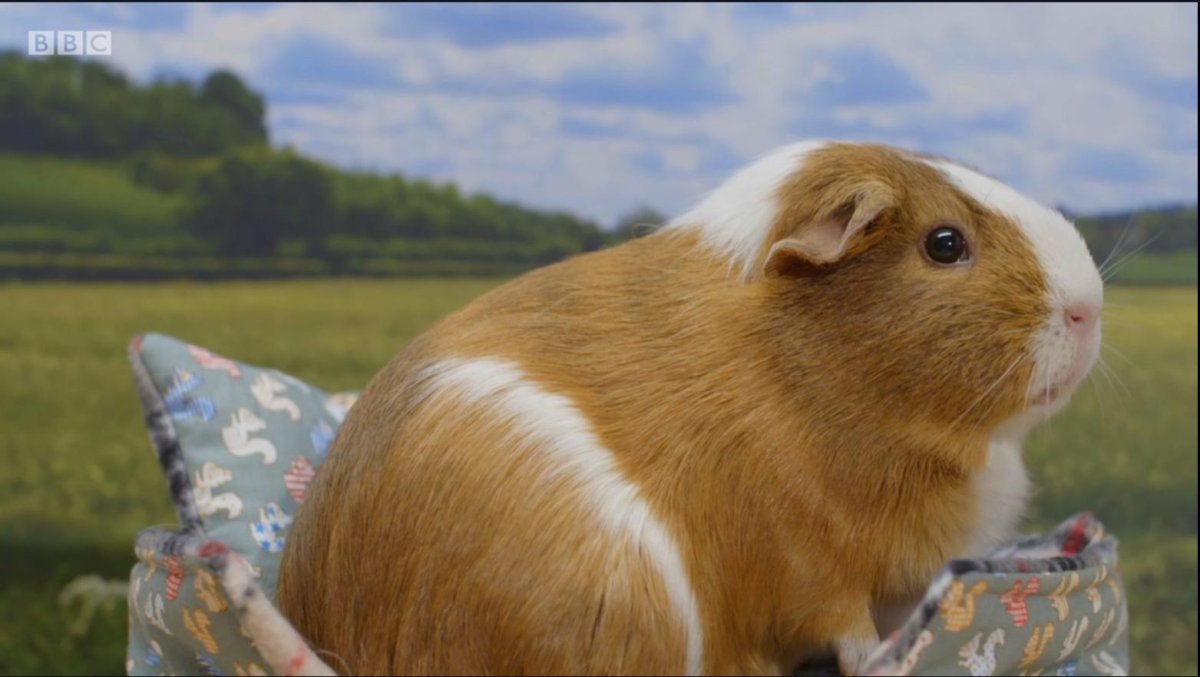 Морские свинки cuy