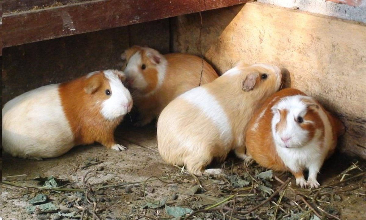 Капибара и морская Свинка