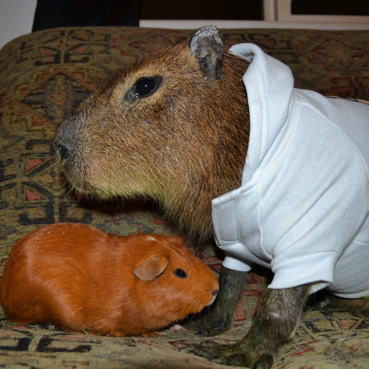 Фуззберта морская Свинка