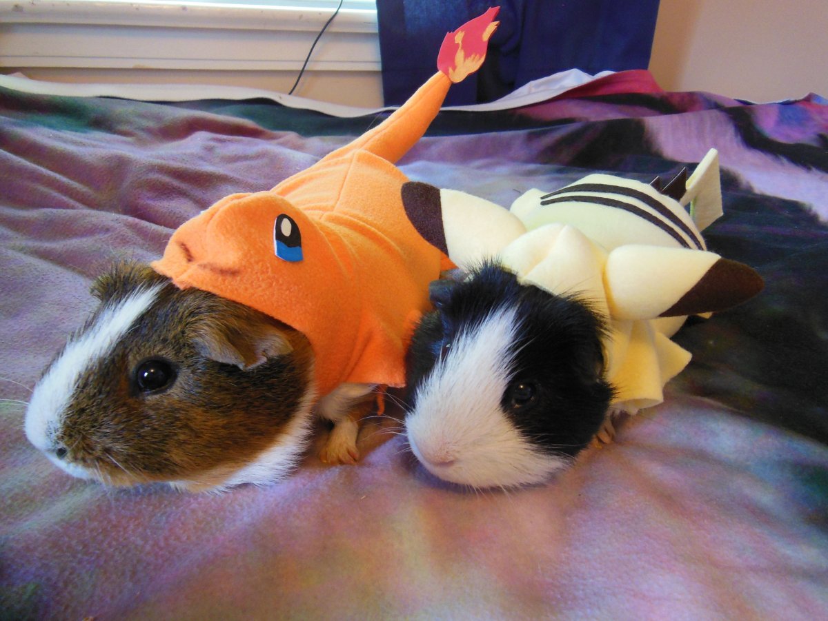 Морская Свинка голландская