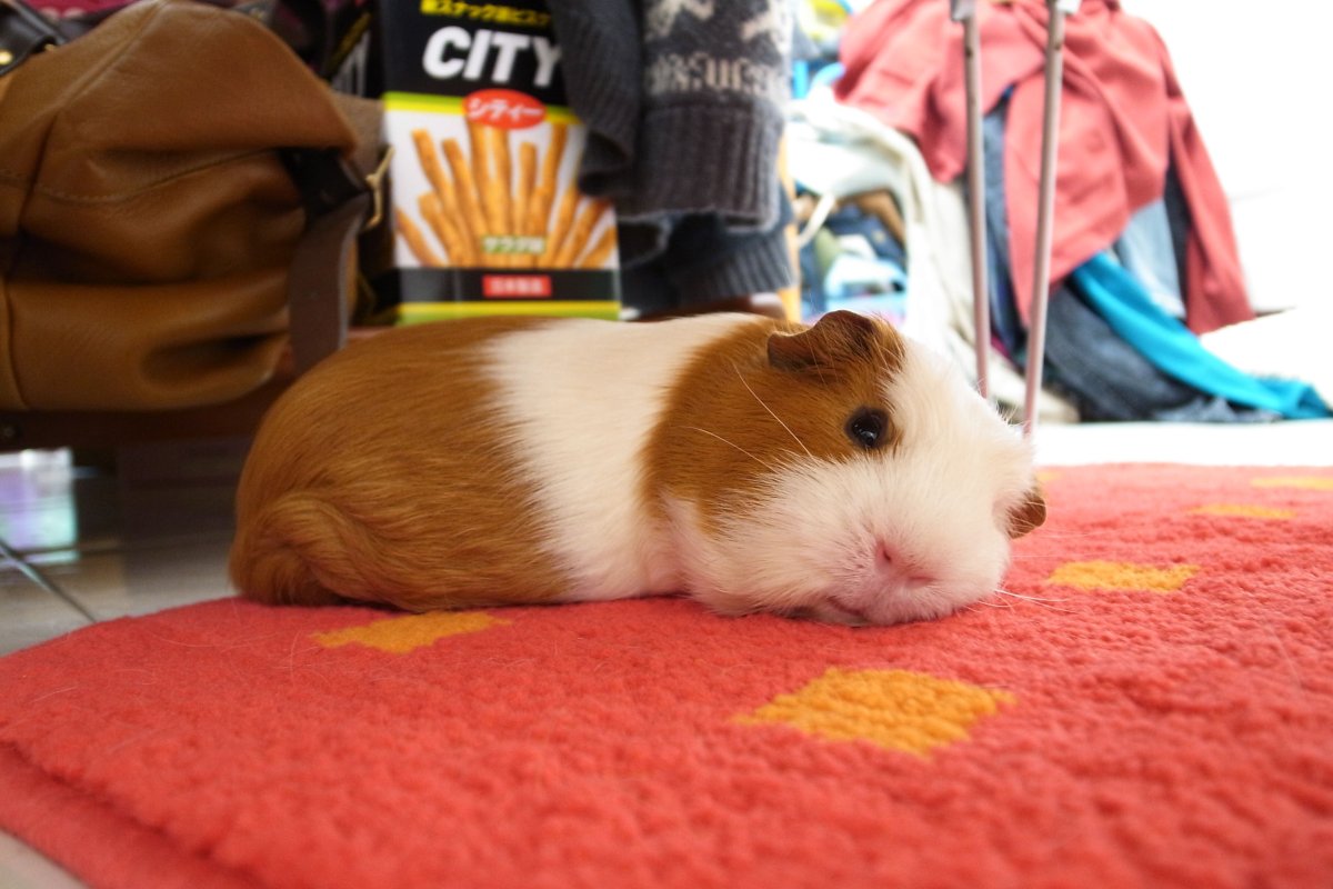 Морская Свинка риджбек