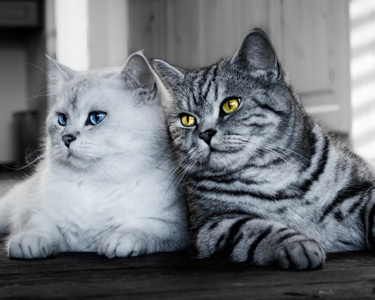 Британский кот белый с серым